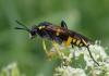 Macrophya montana